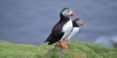 Puffins in Hermaness Nature Reserve